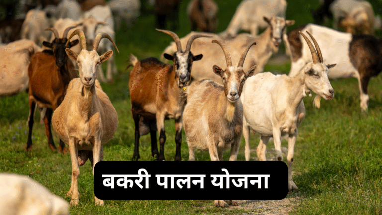 बकरी पालन योजना