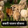 बकरी पालन योजना