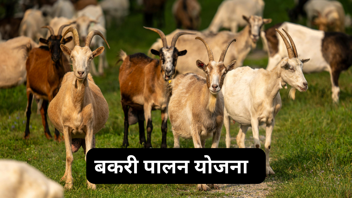 बकरी पालन योजना